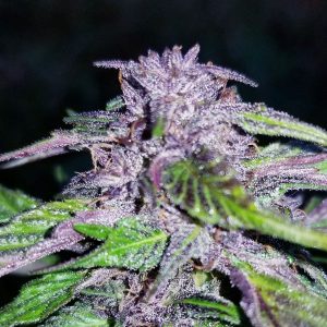 Cannabis Seeds Canada 22