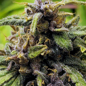 Cannabis Seeds Canada 15