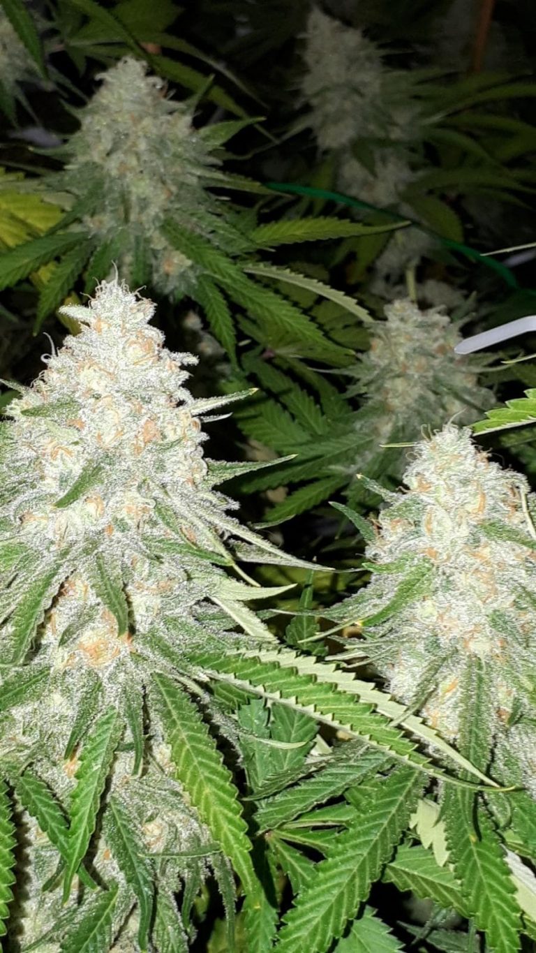 Grapefruit Diesel EC Cannabis Seeds Canada
