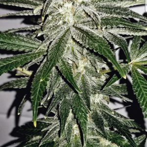 Cannabis Seeds Canada 7