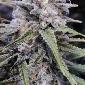 Cannabis Seeds Canada 17