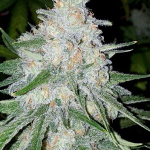 Cannabis Seeds Canada 26